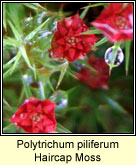 Polytrichum piliferum, Haircup Moss