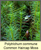 Polytrichum commune, Common Haircup Moss