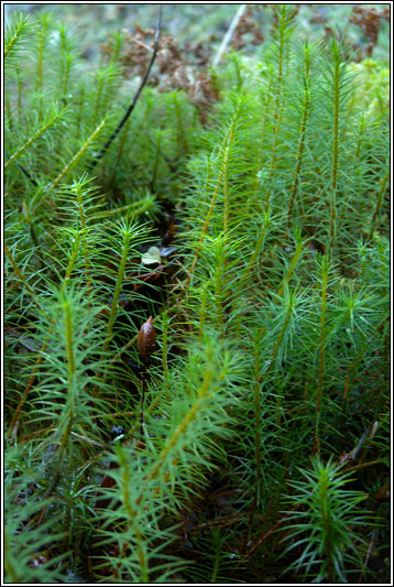 Common Haircap Moss, Polytrichum commune