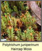 Polytrichum juniperinum, Haircup Moss