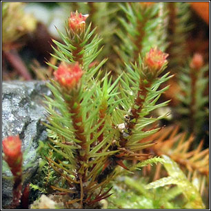 Haircap Moss, Polytrichum juniperinum