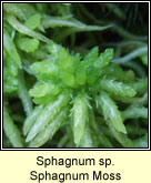 Sphagnum sp, Sphagnum Moss