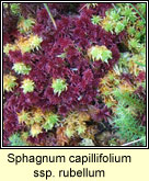 Sphagnum capillifolium ssp rubellum, Sphagnum Moss