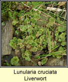 Lunularia cruciata, Liverwort