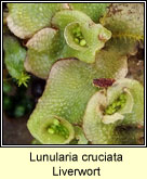 Lunularia cruciata, Liverwort