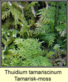 Thuidium tamariscinum, Tamarisk Moss