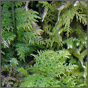 Common Tamarisk-moss, Thuidium tamariscinum
