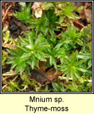 Mnium sp, Thyme-moss