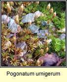 Pogonatum urnigerum