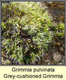 Grimmia pulvinata, Grey-cushioned Grimmia