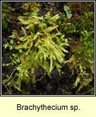 Brachythecium sp