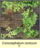 Conocephalum conicum