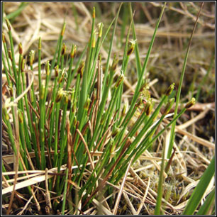 Deergrass, Trichophorum cespitosum