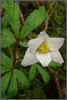 anemone,wood (lus na gaoithe)