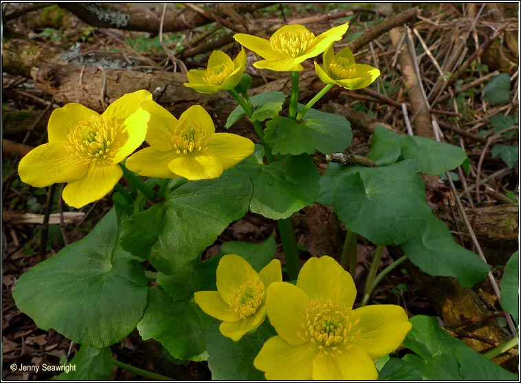 marsh-marigold (lus bu Beltaine)