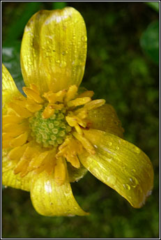 celandine,lesser (grn arcin)