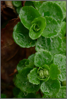 golden-saxifrage,opposite-leaved (glris)