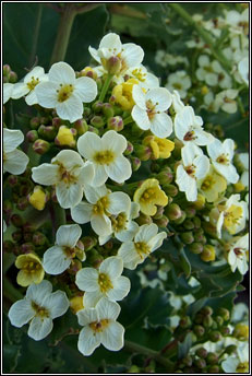 sea kale