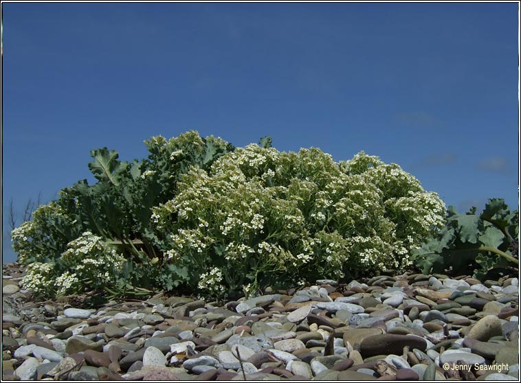 sea-kale (Praiseach thr)