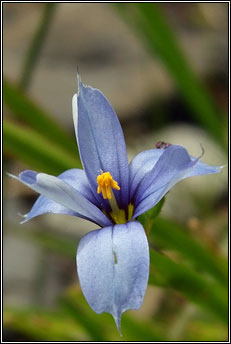 Blue-eyed-grass