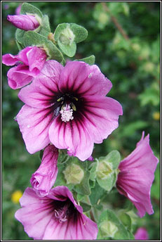 tree mallow