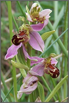 bee orchid (magairln na mbeach)