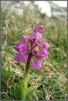 orchid,green-winged (magairln fitheach)