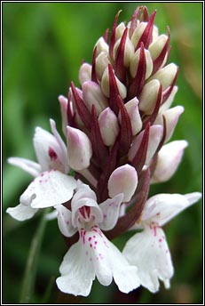 orchid,heath spotted (magairln meidhreach)