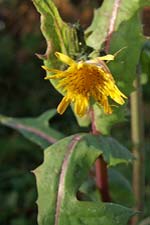 smooth sow-thistle (bleachtn mn)