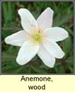 anemone,wood (lus na gaoithe)