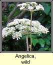 angelica,wild (Gallfheabhrn)