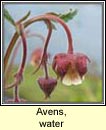 avens,water (macall uisce)