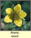 avens,wood (machall coille)