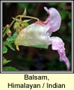 balsam,himalayan/indian (lus na plisce)