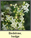 bedstraw,hedge (r fil)