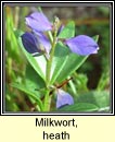 milkwort,heath (na derfiirn)