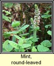 mint,round-leaved (mismn cumhra)