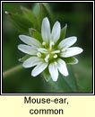 mouse-ear,common (cluas luchige)
