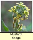 mustard,hedge (lus an ir)