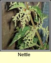 nettle (neantg)