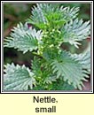 nettle,small (neantg bheag)