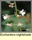 enchanters-nightshade (fuinseagal)