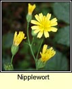 nipplewort (duilleog bhrde)