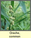 orache,common (eilifleog)