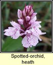 orchid,spotted,heath (na circn)