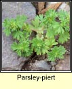 parsley piert (mionn muire)