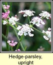 parsley,upright hedge (fionnas fil)