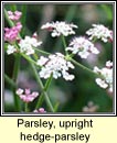 parsley, hedge-parsley,upright (fionnas fil)