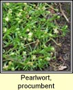 pearlwort,procumbent (mongn snte)