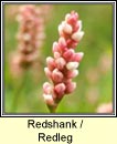 redshank (ghlineach dhearg)
